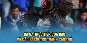 Đá Gà Trực Tiếp Cựa Dao Và Các Bí Kíp Trở Thành Cao Thủ