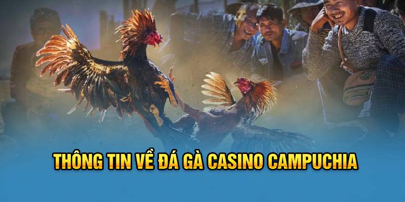 Chi tiết về đá gà casino Campuchia